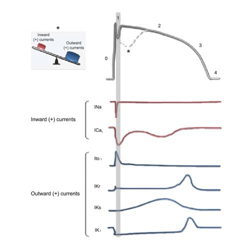 Ventricular Myocyte Action Potential And Main Underlying Ionic Download Scientific Diagram