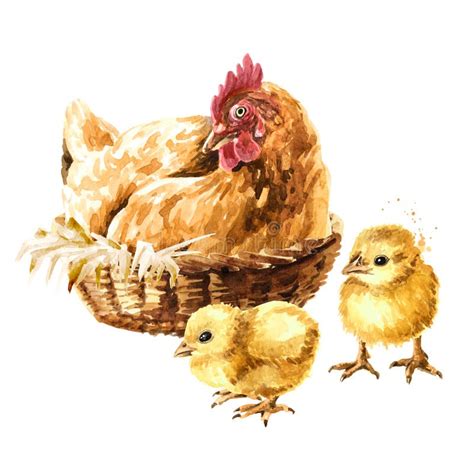 Hen On A Nest And Two Small Yellow Fluffy Chicks Hand Drawn Watercolor