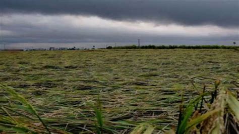 Cyclone Causes Extensive Damage To Crops In Andhra Pradesh