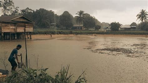 Ikan Putihan Sungai Cepat Besar Di Dalam Kolam Menguras Kolam Ikan Di