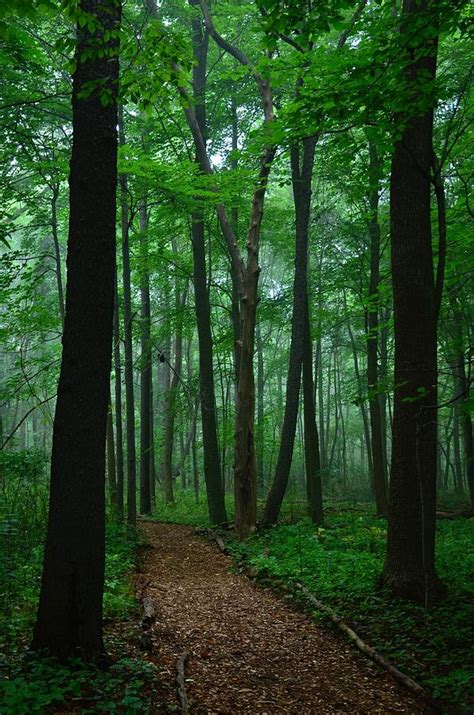 Tall Forest Trees Photograph By Nikki Watson Mcinnes