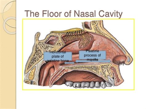 What Two Bones Form The Floor Of The Nasal Cavity Carpet Vidalondon