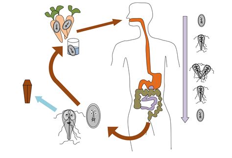 Dr Microbe