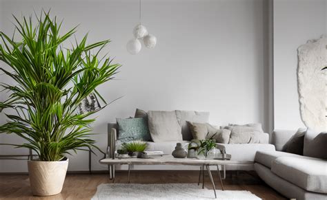 Krea A Photograph Of Dracena Marginata In A Living Room Cinematic