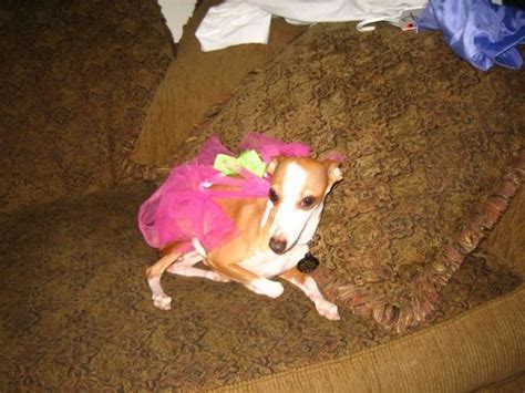 Italian Greyhound | GreatDogSite