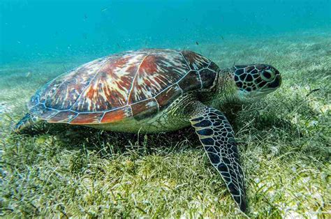 Tartaruga marinha Tempo de vida as 7 espécies e como vivem