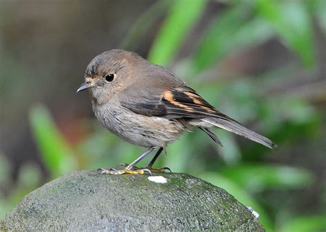 Female Pink Robin | Australian birds, Animals, Birds