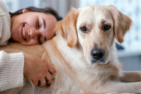 Jornal Da Franca Reas Do Corpo Em Que Cachorros Gostam De Receber