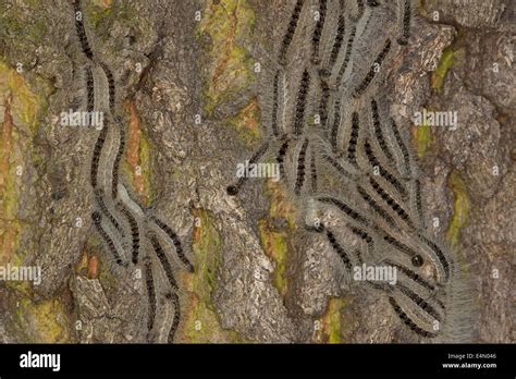 Chenille Processionnaire Du Ch Ne Eichen Prozessionsspinner