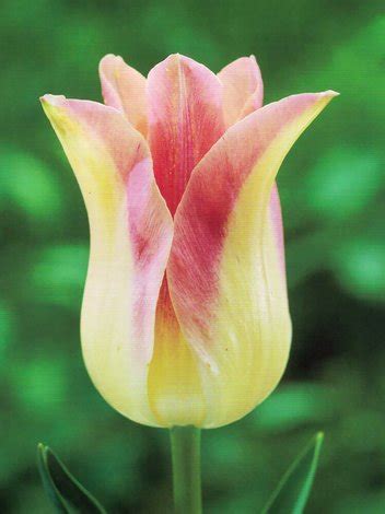 Tulpe Tulipa Elegant Lady Blumenzwiebeln Und Herbstrhizome