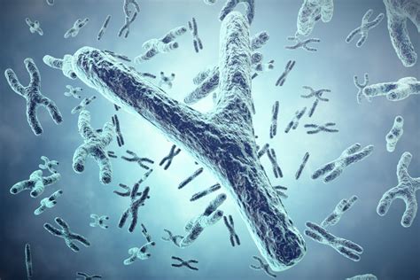 The Complete Sequences Of Multiple Human Y Chromosomes