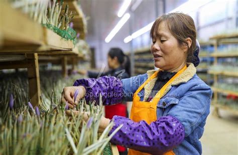 贵州岑巩：西红花开幸福来 人民图片网