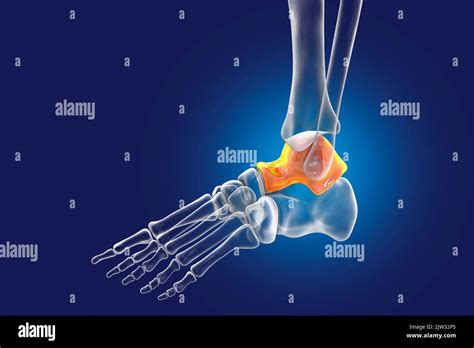 Illustration Of The Talus Bone Of The Foot Stock Photo Alamy