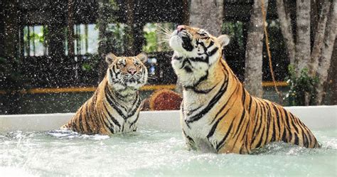 Tiger Kingdom Phuket Entry Ticket with Free Transfer - Phuket Tours ...