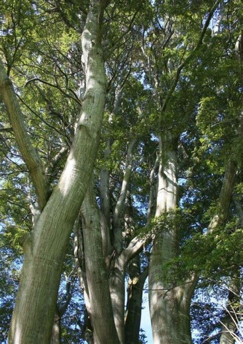 Nothofagus Nz Native Mountain Beech Easy Big Trees Nz