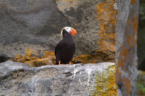 Tufted Puffin | Photos by Ron Niebrugge