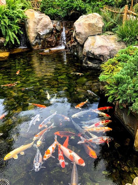 Trending Garden Ponds Design Ideas Fish Pond Gardens Koi Fish Pond