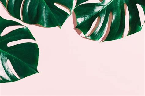 Free Photo Monstera Green Leaves On Pink Plant Wallpaper Plant