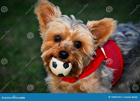 Dog With Ball In Mouth Stock Photography - Image: 10604742