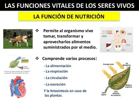 Las Funciones Vitales De Los Seres Vivos