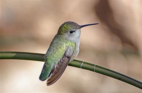 Colibrí Hembra Iridiscente Posado En Una Rama Foto Premium