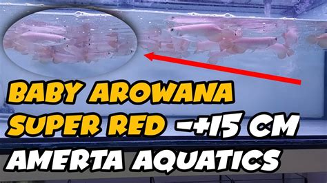 Baby Arowana Super Red Cm Amerta Aquatics Youtube