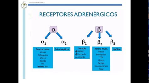 Receptores Adrenergicos Farmacologia