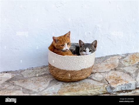 Stray kittens hi-res stock photography and images - Alamy