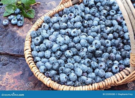 Fresh Blueberries In A Basket Royalty Free Stock Photo Image 22359285