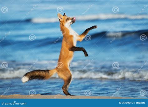 Adorable Young Fox Playing On The Beach Stock Image Image Of Foxes