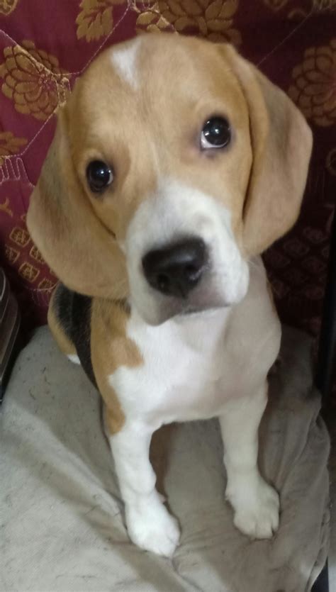 How Do I Stop My Beagle From Peeing In The House