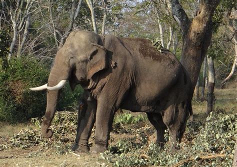 Elefant Trampelt Zwei Frauen Zu Tode Bauernzeitung Ch Bauernzeitung