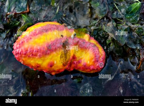 Pink Sea Slug High Resolution Stock Photography and Images - Alamy