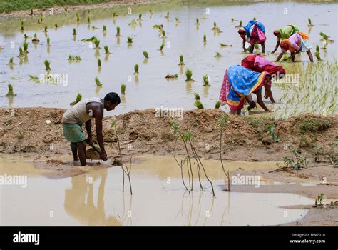 Labour Intensive Farming Hi Res Stock Photography And Images Alamy