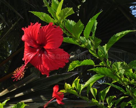 Red Hibiscus Rosa Sinensis Flower Stock Photo Image Of Sinensis