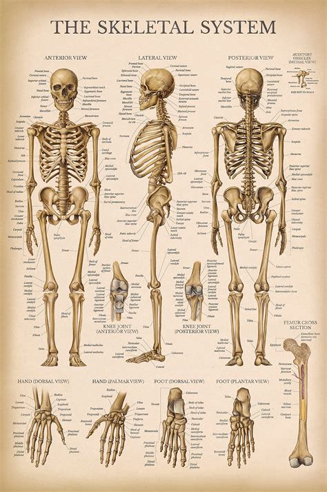 Buy Palace Learning Vintage Skeletal System Anatomical Chart Human Skeleton Anatomy Laminated