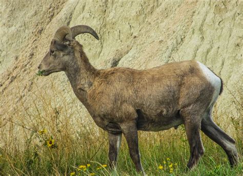 Cannundrums Rocky Mountain Bighorn Sheep South Dakota