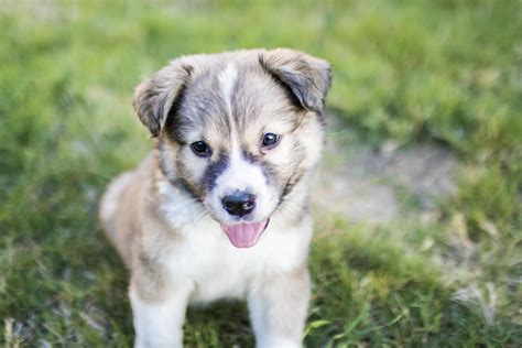 Husky And Pitbull Mix Puppies - Catahoula Leopard Dog Pitbull Mix Breed ...