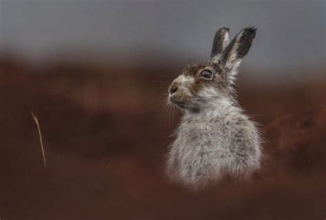 British Wildlife Photography Awards