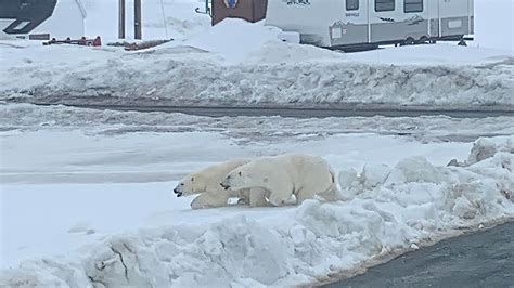 Explaining abundant polar bear sightings on the East Coast as an upshot ...