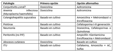 Uso Responsable De Antibi Ticos En Gatos Oncubanews