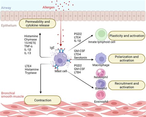 Full Article The Role Of Human Mast Cells In Allergy And Asthma