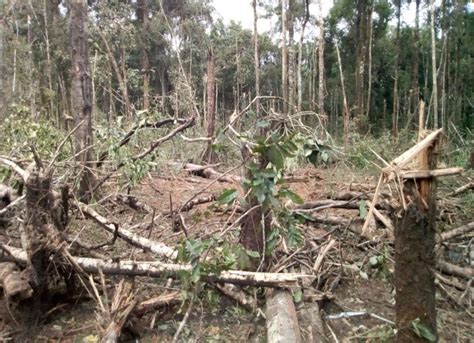 16 Disidentes De Farc Mueren En Arauca Tras Bombardeo