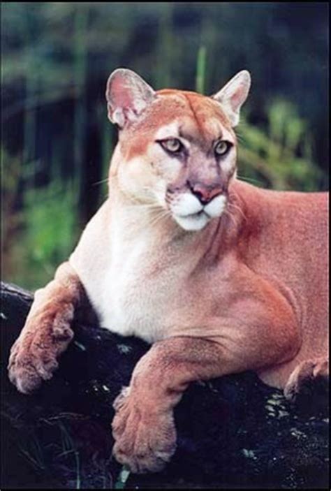 Florida Panthers: Endangered Florida Panthers