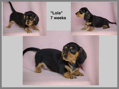 Past Puppies Reevesdachs Miniature Dachshunds Puppies Miniature