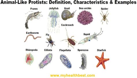 Protozoa Meaning