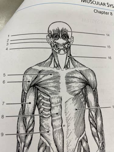 Muscle Diagram Front Muscle Diagram Back Ch 5 Tissue Anatomy And