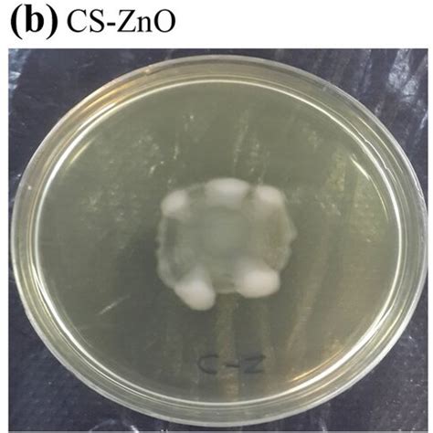 The Effect Of Nanoparticles Of Chitosan CH Zinc Oxide ZnO And