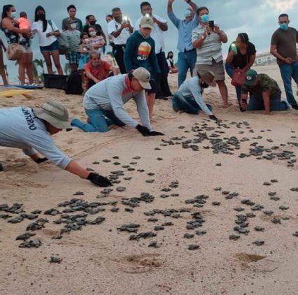 Vive la experiencia de la Liberación de Tortugas Marinas en Mazatlán