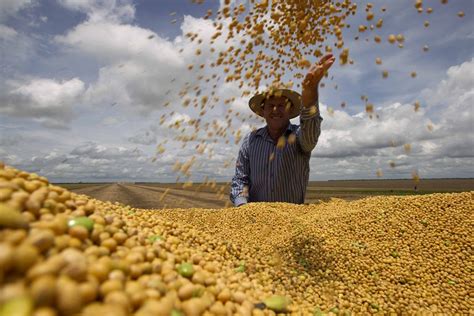 Brasil será o maior produtor de soja do mundo até 2025 ANPII